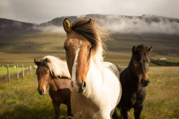 3 horses expressing gratitude