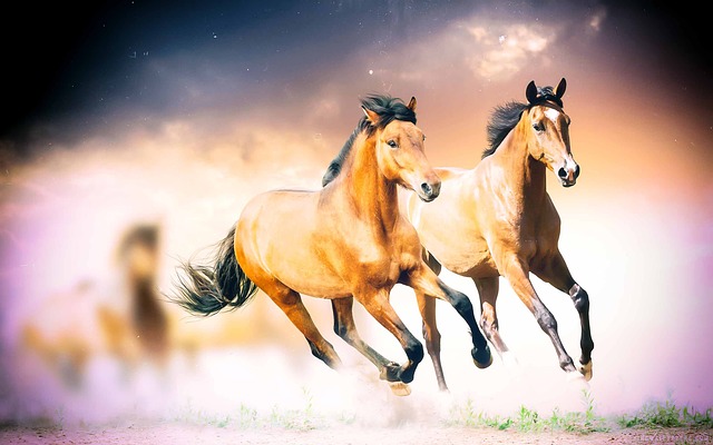 horses reignite energy