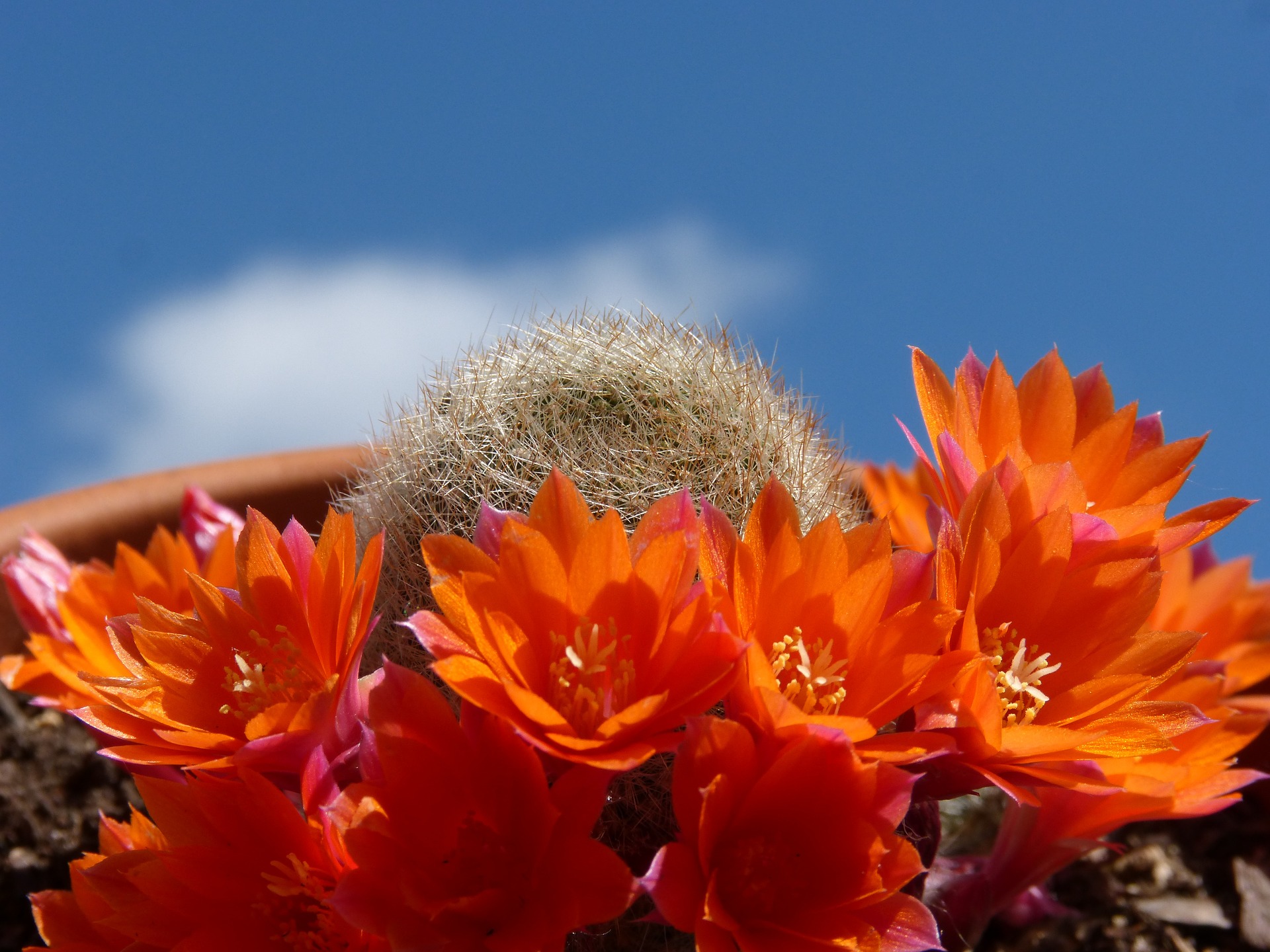 beautiful desert flowers blooming in New Mexico